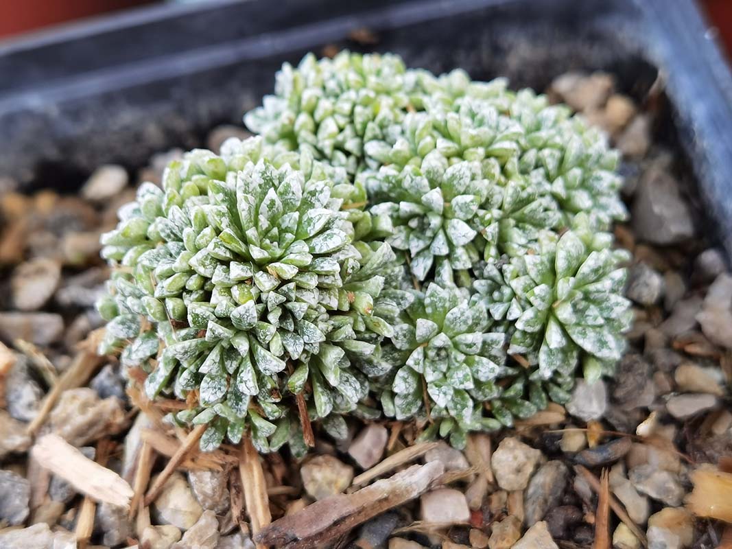 Saxifraga cochlearis 'Minor'